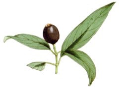 Santalum yasi Yasi, Fijian Sandalwood, Brown Sandalwood Santalum yasi Yasi, Fijian Sandalwood, Brown Sandalwood